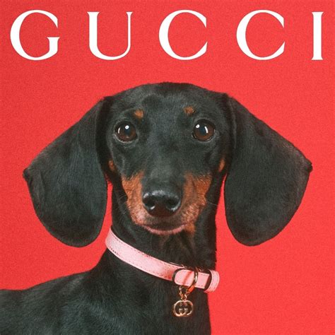 neppe gucci pet herkennen|gucci pet collection youtube.